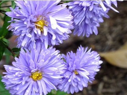 Astra novobelgická 'Marie Ballard' - Aster novi-belgii 'Marie Ballard'