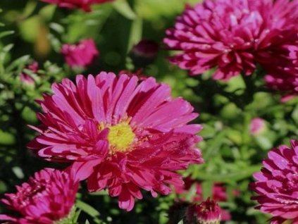Astra novobelgická 'Royal Ruby' - Aster novi-belgii 'Royal Ruby'
