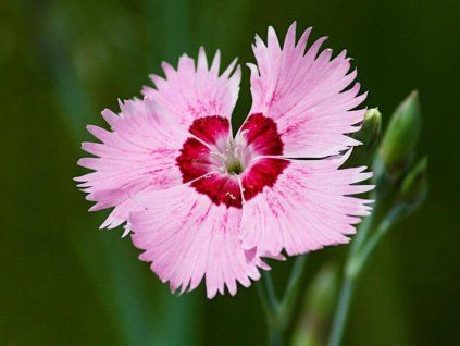 alpinus