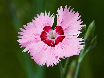 Klinček  hybr 'Allwoodii Alpinus' - Dianthus hybr 'Allwoodii Alpinus'