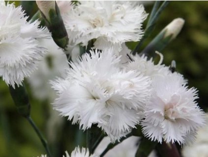 Klinček peristý 'Albus' - Dianthus plumarius 'Albus'