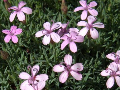 Klinček sivý - Dianthus webbianus