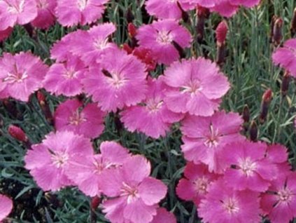 Klinček sivý 'Dawid' - Dianthus gratianopolitanus 'Dawid'