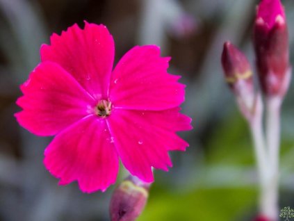 Klinček sivý 'Dobromierz' - Dianthus gratianopolitanus 'Dobromierz'