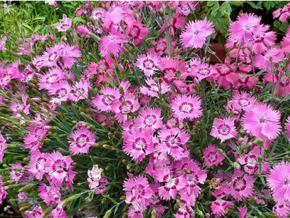 Klinček sivý 'Grandiflorus' - Dianthus gratianopolitanus 'Grandiflorus'