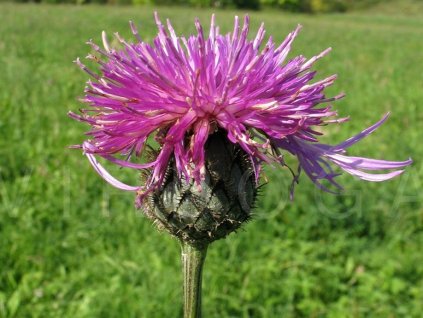 Nevädza hlaváčovitá - Centaurea scabiosa