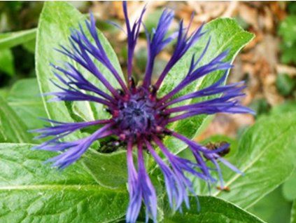 centaurea