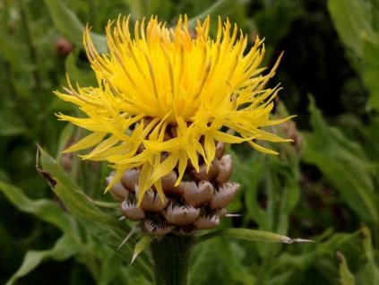Nevädza veľkohlavá- Centaurea macrocephala