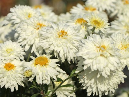 Chryzantéma 'Schneewolke' - Chrysanthemum indicum 'Schneewolke'