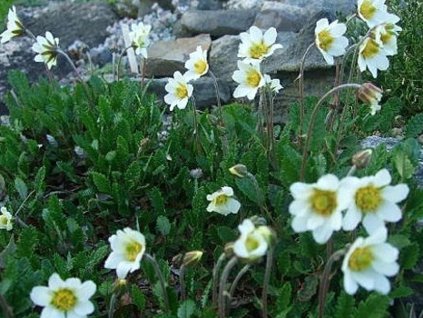 chudôbka suendermannii - Draba suendermannii