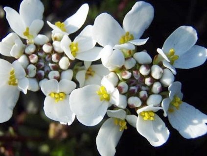 Iberka vždyzelená 'Appen Etz' - Iberis sempervirens 'Appen Etz'