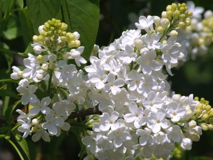 Ibištek sýrsky 'Souvenir de Charles Breton'