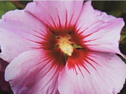 Ibištek sýrsky lososovo ružový jednoduchý