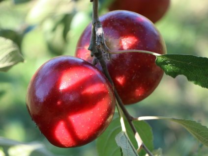 Jabloň 'Allegro'