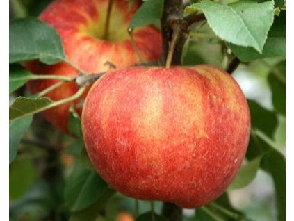 Jabloň zakrslá 'Croquella'