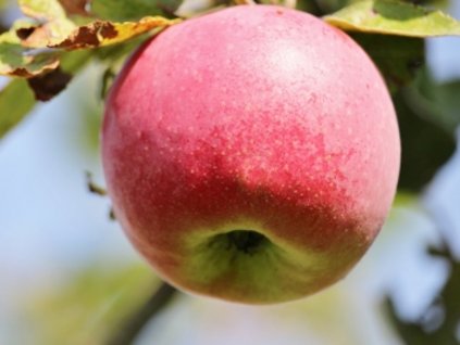 Jabloň 'Gascoyneho Šarlatové'