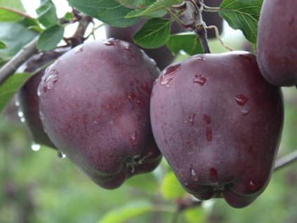 Jabloň 'Red Delicious Redcup'