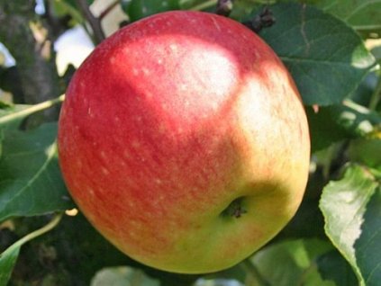 Jabloň 'James Grieve Lired'