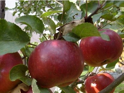 Jabloň 'Karmína'