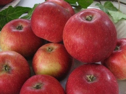 Jabloň 'Malinové holovouské'