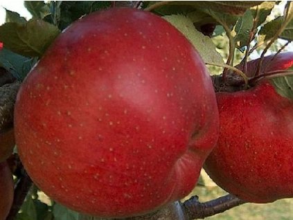 Jabloň 'Mantet'- kontajner