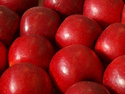 Jabloň 'Red Bohemia'