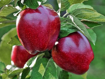 Jabloň 'Red Chief'