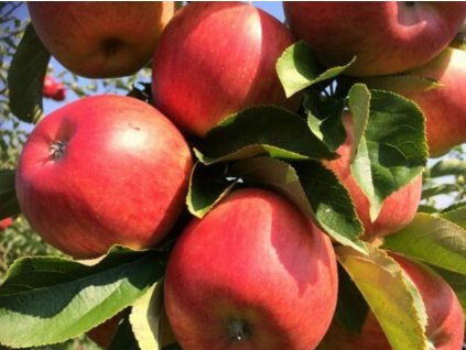 Jabloň stĺpovitá 'Rubin spur'