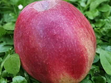 Jabloň 'Řehtáč soudkovitý'