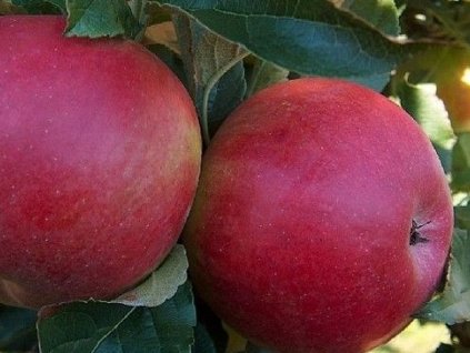 Jabloň 'Sudetská Reneta'