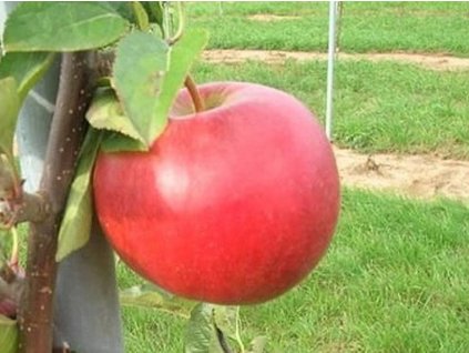 Jabloň 'Tábor' (Balenie prostokorenný stromček, Podpník M26)