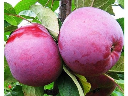 Jabloň stĺpovitá 'Gatis'