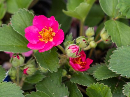 Jahoda x hybr. 'Lipstick'- Fragaria x hybr. 'Lipstick'