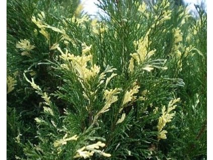 Borievka netatová 'Variegata'