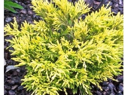 Borievka poliehavá 'Lime Glow'