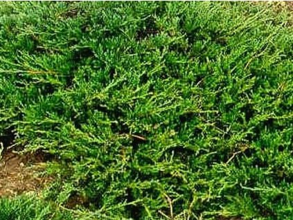 Borievka poliehavá 'Prostrata'