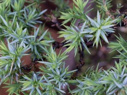 Borievka šupinatá 'Meyeri'