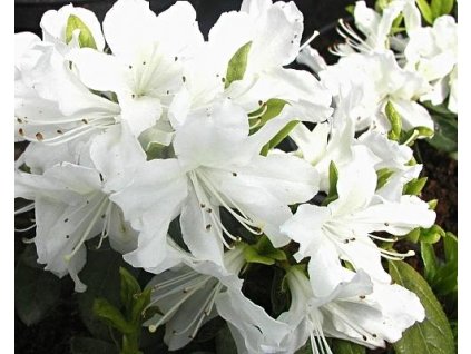 Japonská azalka 'Albiflorum'