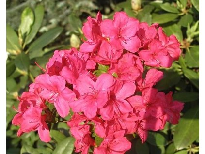 Japonská azalka 'Gabriele'