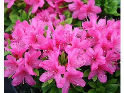 Japonská azalka 'Geisha'