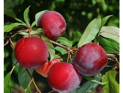 Japonská slivka 'Vanier'