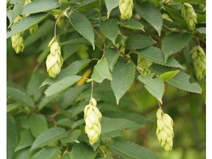 Hrab japonský 'Chinese Lantern'
