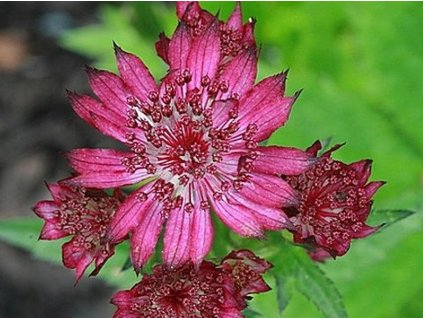 Jarmanka väčšia 'Ruby Cloud' - Astrantia major 'Ruby Cloud'