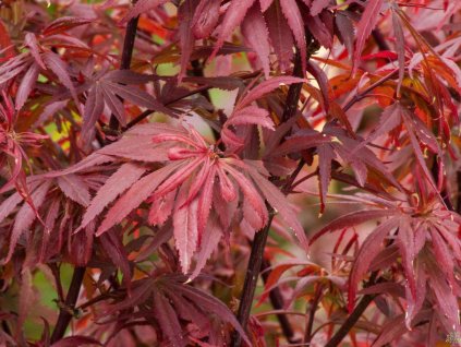 Javor dlaňovitolistý 'Shaina'