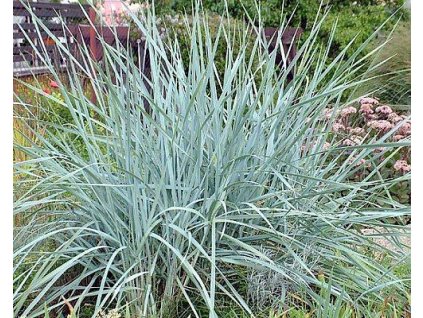 Jačmenica piesočnatá - Elymus (Leymus) arenarius