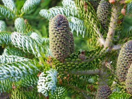 Jedľa kórejská 'Silberlocke'