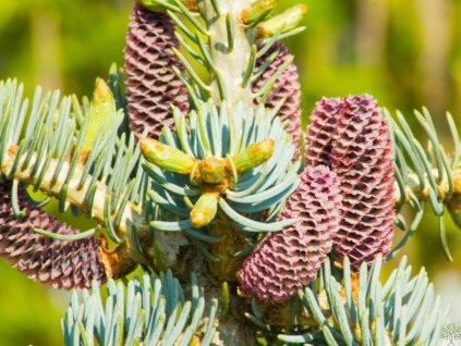 Jedľa srienistá  'Compacta'