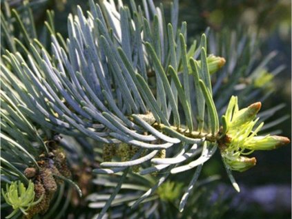 Jedľa srienistá 'Violacea'