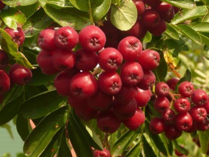 Jarabina vtáčia 'Likernaja'