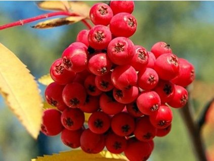 Jarabina vtáčia 'Sacharnaja' - kontajner